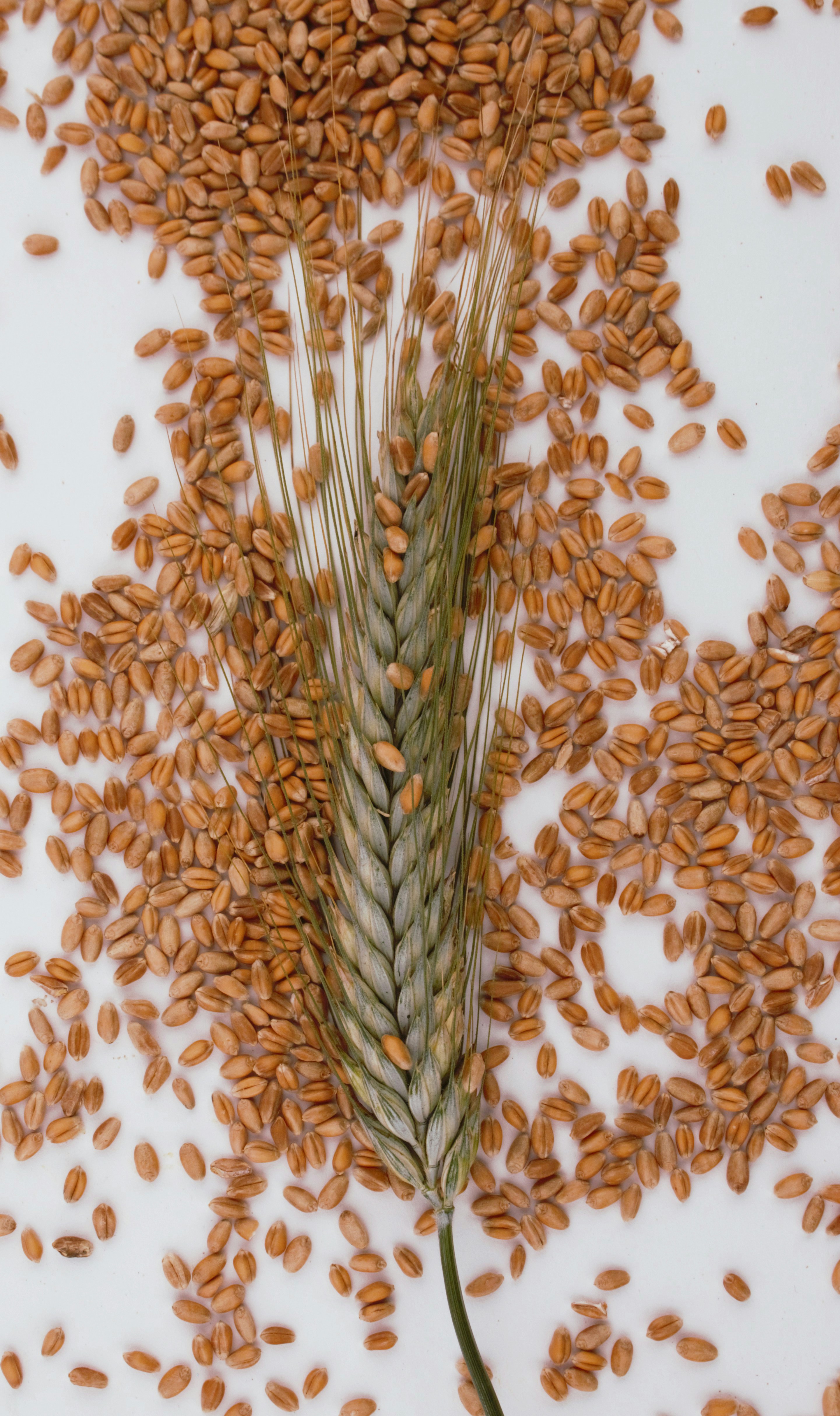 Feed Barley