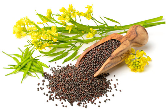 Canola